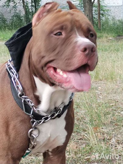 Собака питбуль