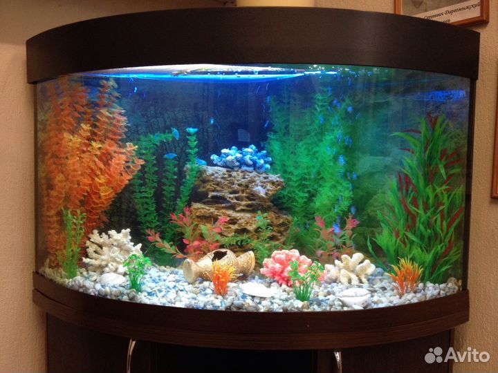 Обслуживание (чистка) аквариумов