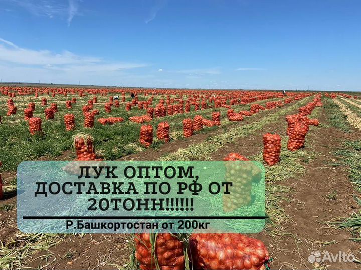 Лук с доставкой опт от 20 тонн
