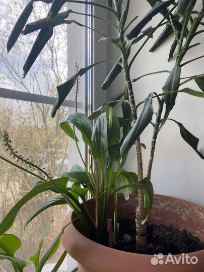 Большой цветок в горшке