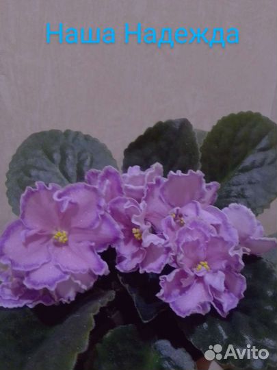 Фиалка/черенки