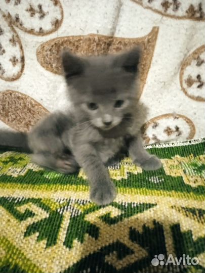 Кошка в дар бесплатно