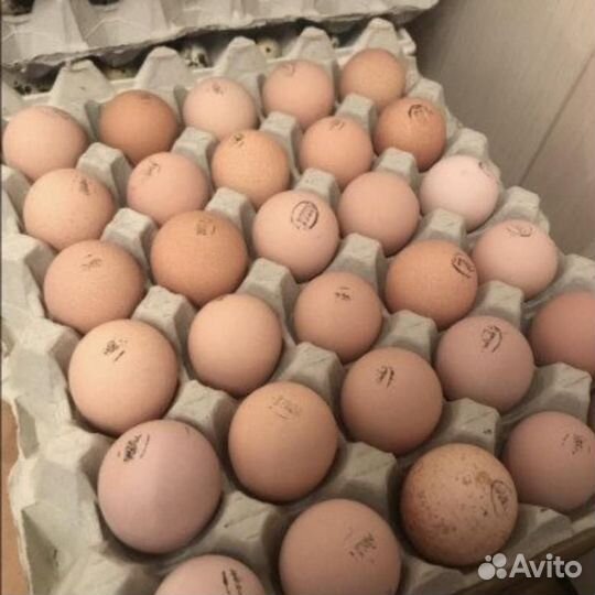 Инкубационное яйцо бройлера