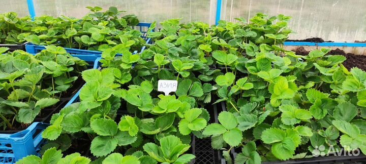 Саженцы клубники