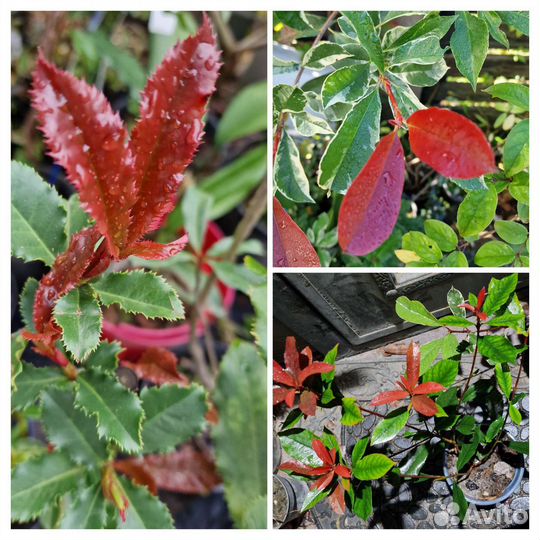 Фотиния разные сорта