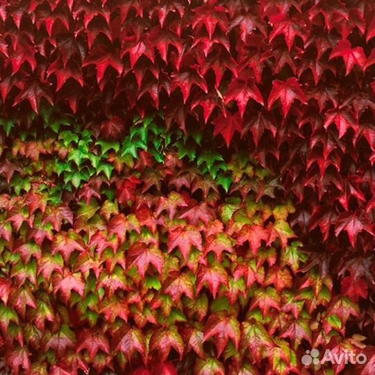 Девичий виноград вичи