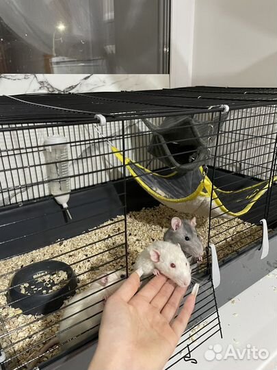 Крысы домашние с клеткой