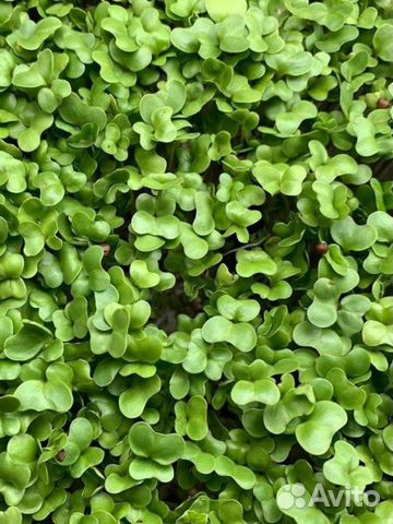 Микрозелень семена: Брокколи Рапини(100 гр) купить в Санкт-Петербурге ...