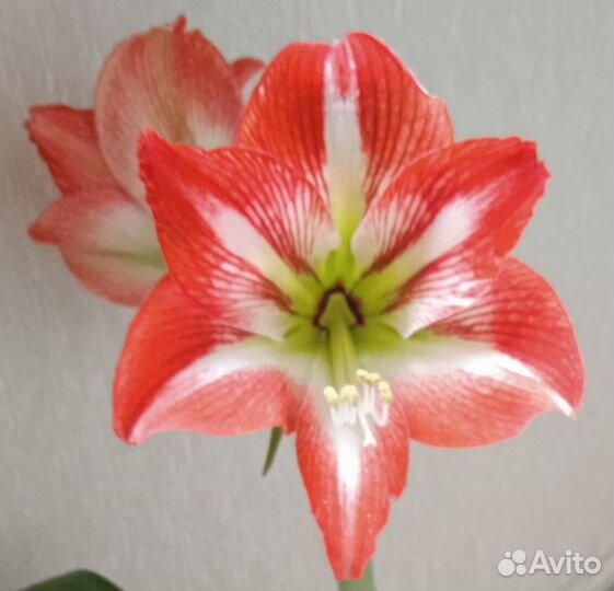 Гиппеаструм