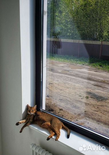 Абиссинская кошка