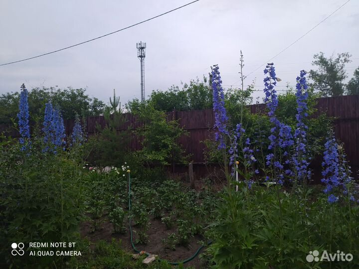 Гигантский дельфиниум