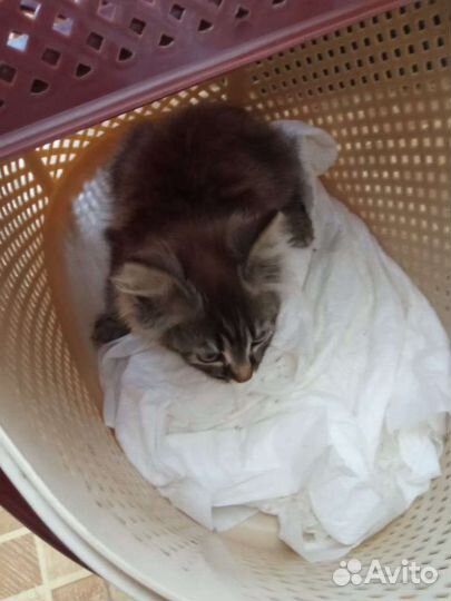 Котёнок в дар