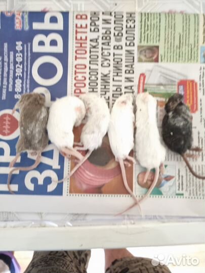 Кормовые мыши