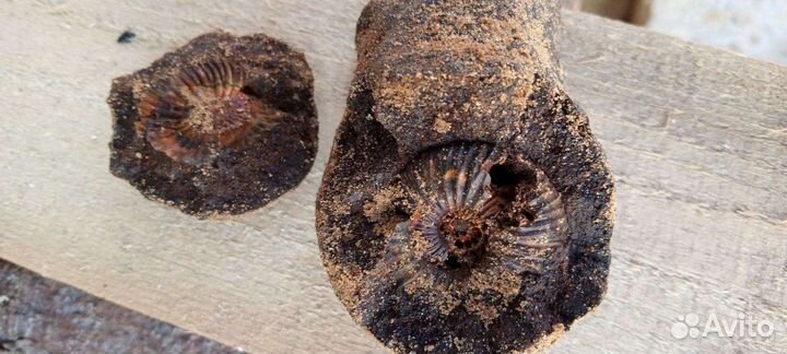 Окаменелости аммониты