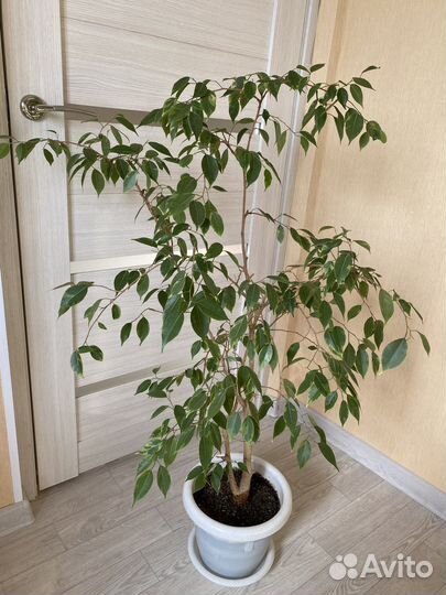 Фикус бенджамина пестролистый большой