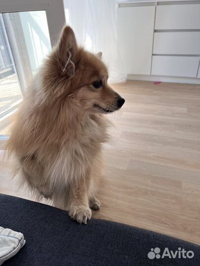 Передержка животных