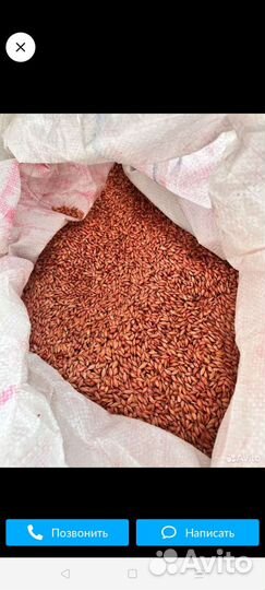 Зерна ячменя 1 С