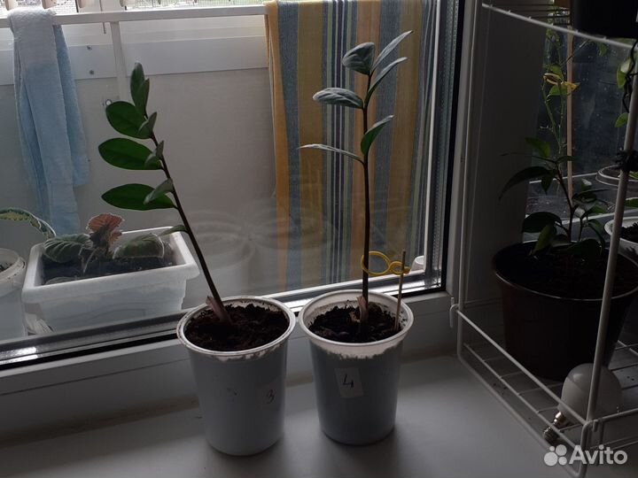 Замиокулькас (Долларовое дерево)