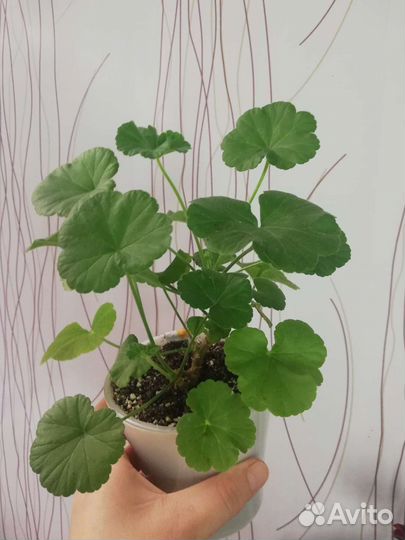 Пеларгония герань