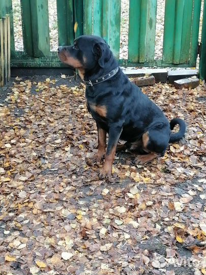 Ротвейлер Вязка