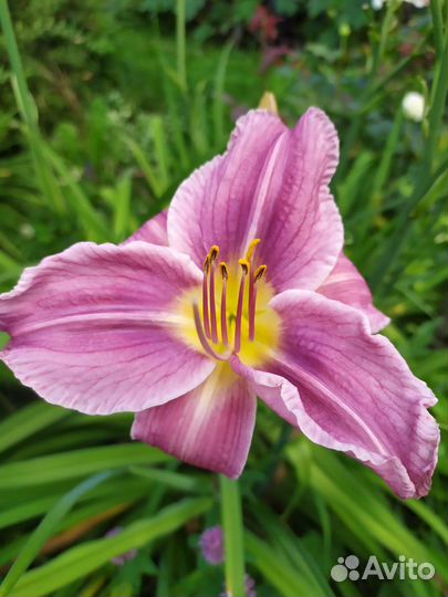 Лилейники, лилейник, цветы лилии, лилия