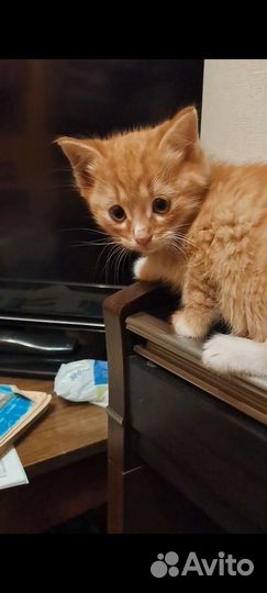 Котята в дар
