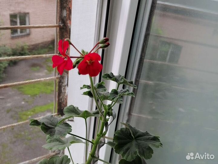 Пеларгония герань