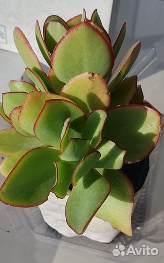 Крассула толстянка денежное дерево