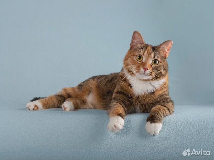 Пушистая кошечка Тыковка