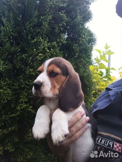 Щенок бигль