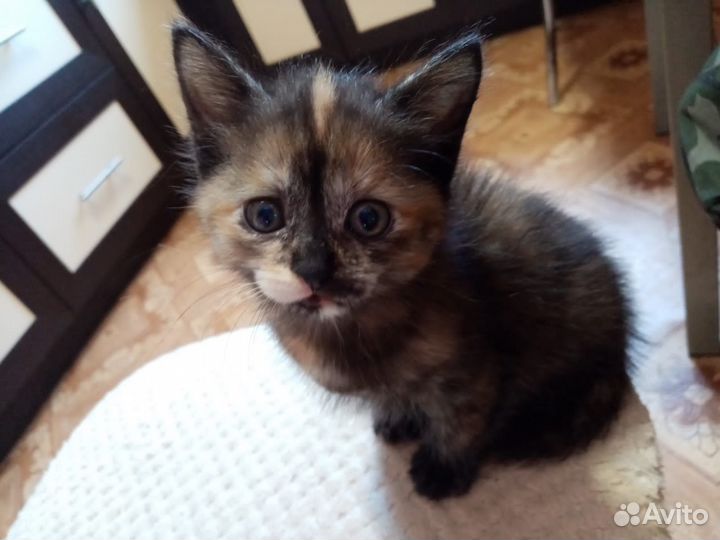 Кошечка в добрые руки