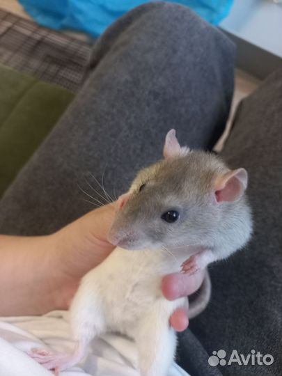 Крыса с клеткой