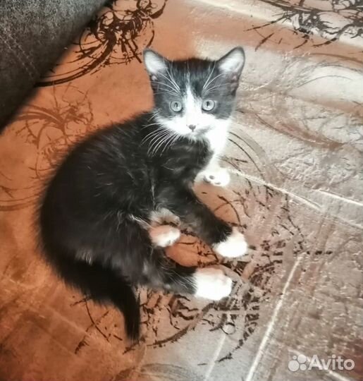 Кроха ищет дом