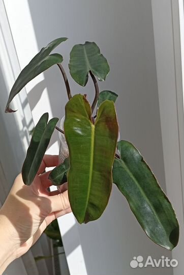 Филодендроны