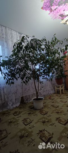 Фикус Бенджамина