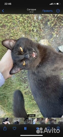 Котёнок в добрые руки