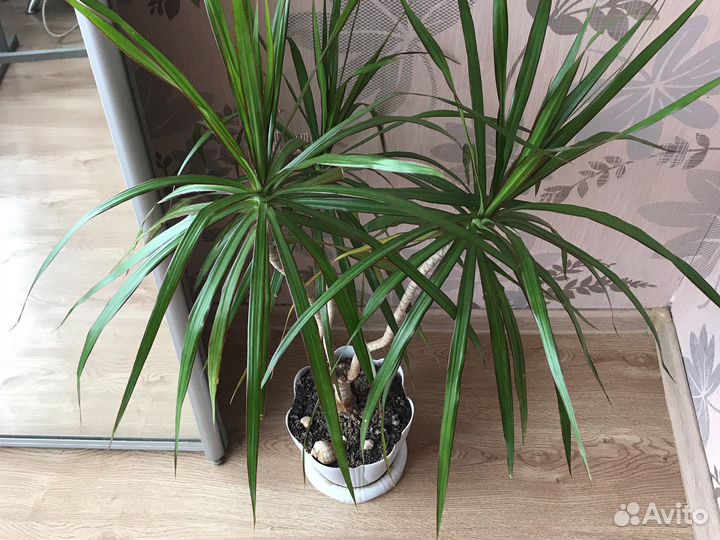 Драцена маргината пальма