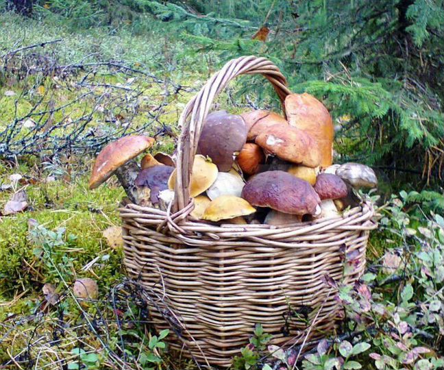 Участок 30 сот. (ИЖС)