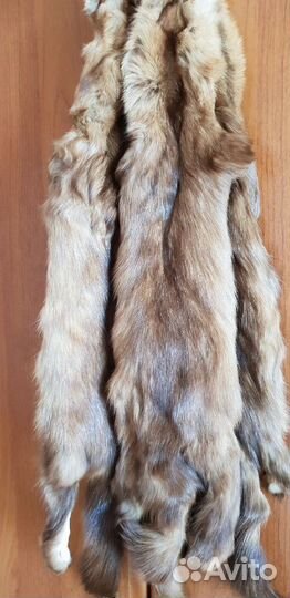 Шкурки соболя