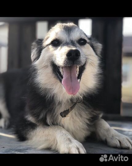 Собачка из приюта