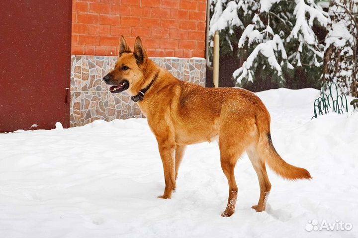 Собаки бесплатно в добрые руки