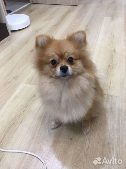 Померанский шпиц