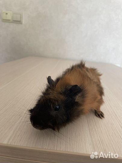 Морская свинка девочка