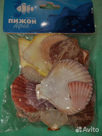 Морские ракушки