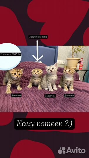 Продаются котята