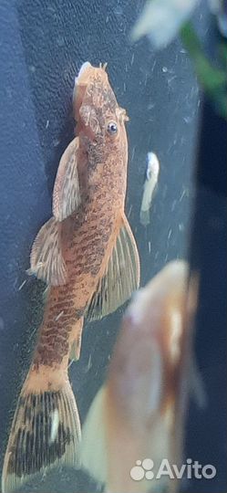 Анцитрус Lda 016