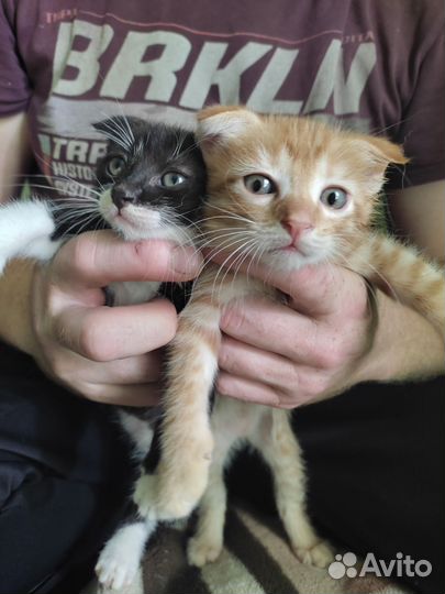 Котята