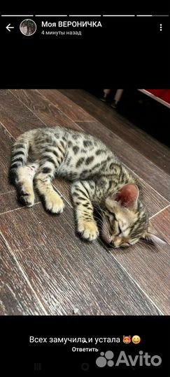 Бенгальские котята