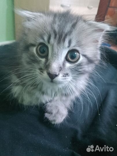 Кот в добрые руки)