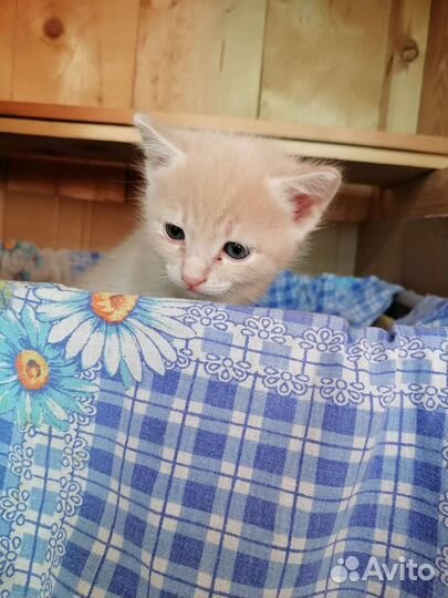 Кошка в дар бесплатно